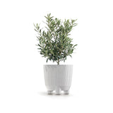 RYFO N ECO 6" - WHITE