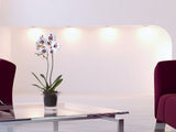ADEL Orchid Planter - TRANSPARENT