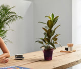 ADEL Orchid Planter - AUBERGINE
