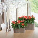 DELTA 10 Planter