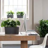 DELTA 20 Planter