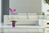 LINA Orchid Planter - TURQUIOSE
