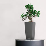 MAXI CUBI Planter