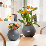 PURO COLOR 20 Planter