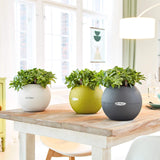 PURO COLOR 20 Planter