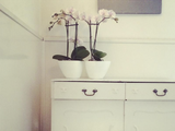 CAPI Orchid Planter - PURPLE