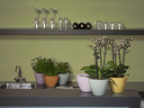 CAPI Orchid Planter - CITRON YELLOW