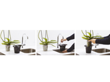 ADEL Orchid Planter - TRANSPARENT