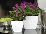 SIENA Table Pot