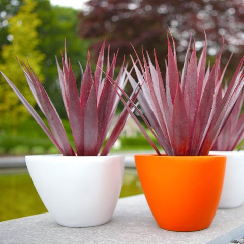 capi plant pots CAPI Orchid Planter