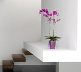 LINA Orchid Planter - AUBERGINE