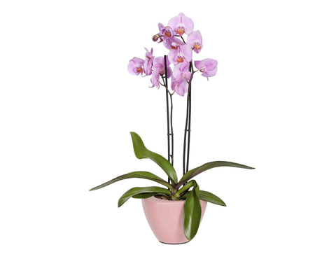 capi plant pots CAPI Orchid Planter
